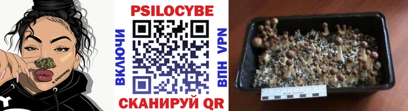 Купить где  Дрезна  Галлюциногенные грибы MAGIC MUSHROOMS 
